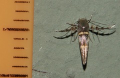 Pachyrhabda