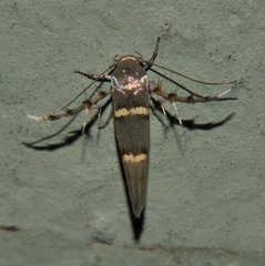 Pachyrhabda