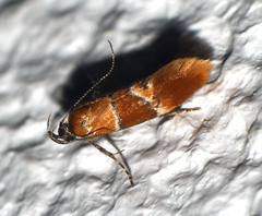 Epicallima bruandella