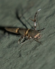 Pachyrhabda