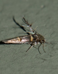 Pachyrhabda