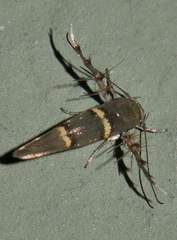 Pachyrhabda