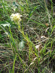 Erysimum witmannii