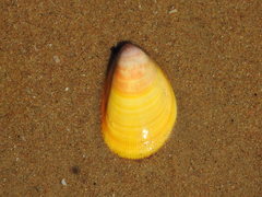 Acrosterigma attenuatum