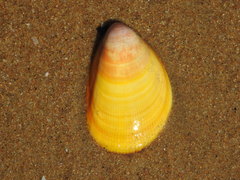 Acrosterigma attenuatum