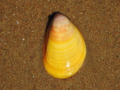 Acrosterigma attenuatum