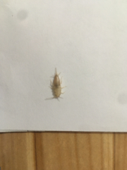 Lepisma