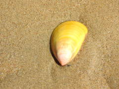 Acrosterigma attenuatum