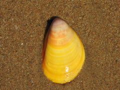 Acrosterigma attenuatum