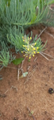 Lebeckia gracilis