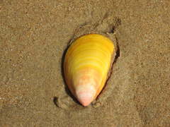 Acrosterigma attenuatum
