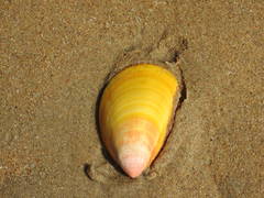 Acrosterigma attenuatum