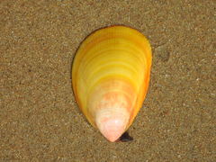 Acrosterigma attenuatum