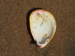 Acrosterigma attenuatum