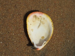 Acrosterigma attenuatum