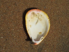 Acrosterigma attenuatum