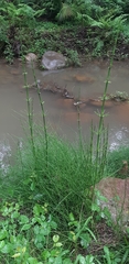 Equisetum myriochaetum