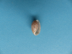Bulla striata