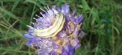 Euclidia glyphica