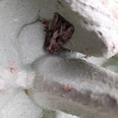 Apamea monoglypha
