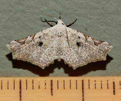 Prolophota pallida