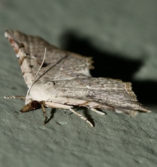 Prolophota pallida