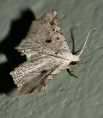 Prolophota pallida
