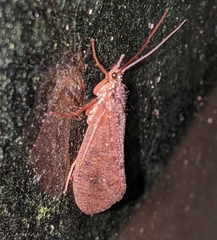 Ptilostomis ocellifera