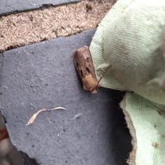 Agrotis exclamationis