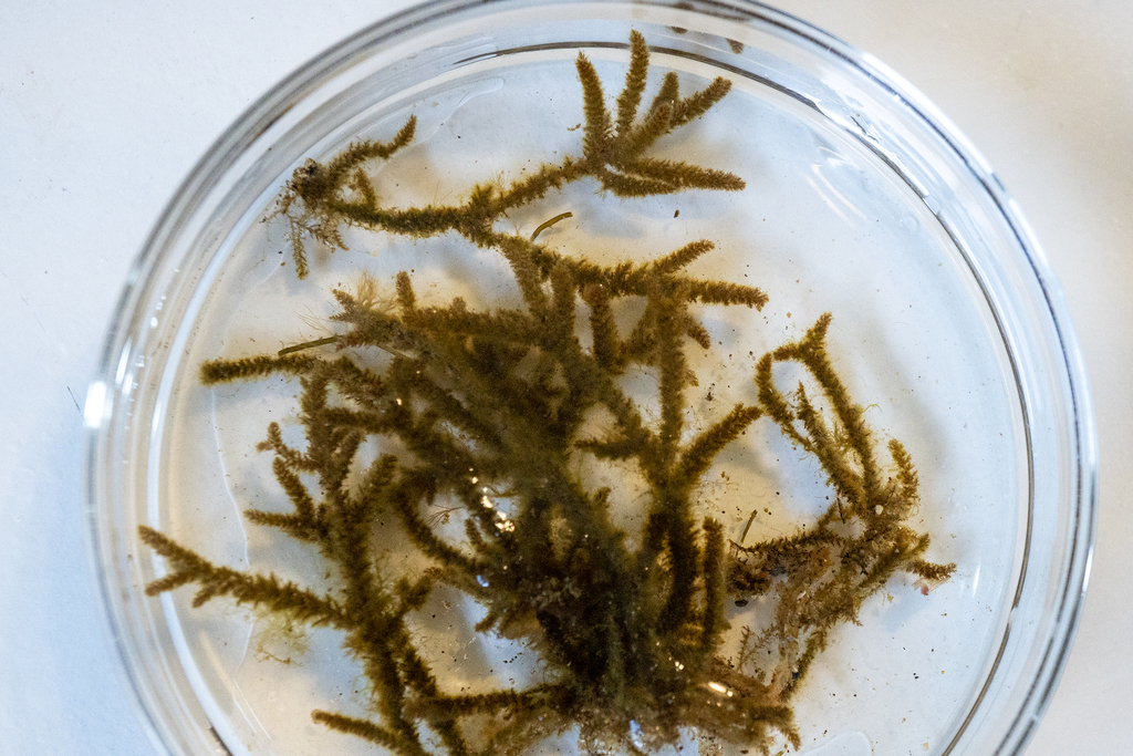 Polysiphonieae