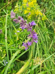 Salvia dumetorum