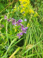 Salvia dumetorum