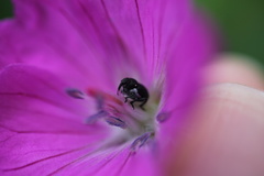Zacladus geranii
