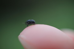 Zacladus geranii