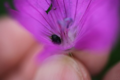 Zacladus geranii
