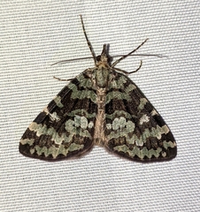 Hydriomena speciosata