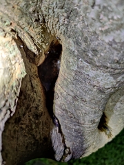 Uperodon taprobanicus