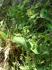 Bupleurum longifolium
