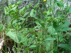 Bupleurum longifolium