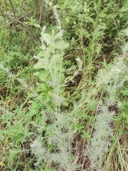 Artemisia austriaca
