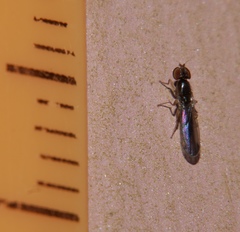 Opomyzoidea