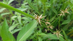 Cyperus flavidus
