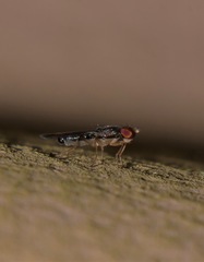 Opomyzoidea