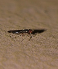Opomyzoidea