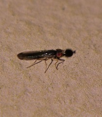 Opomyzoidea