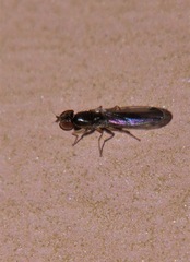 Opomyzoidea