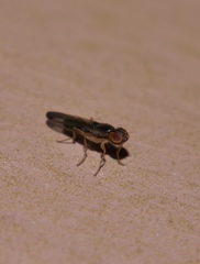 Opomyzoidea