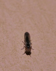 Opomyzoidea