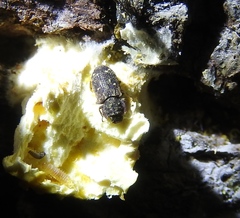 Namunaria pacifica