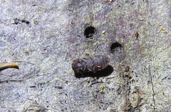 Namunaria pacifica